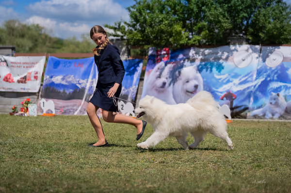 Samojed klub SK – Intermediate