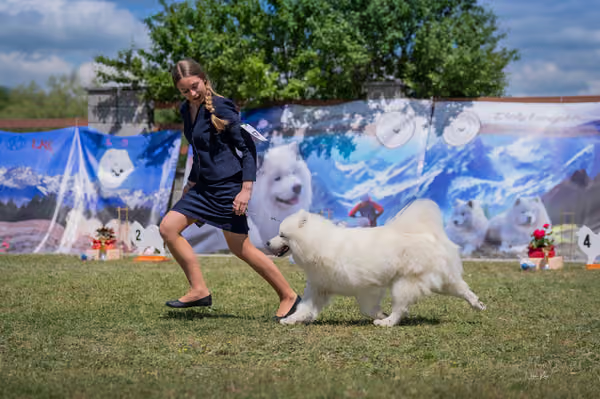 Samojed klub SK – Intermediate