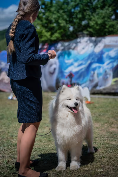 Samojed klub SK – Intermediate