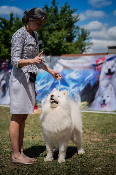 Samojed klub SK – Intermediate