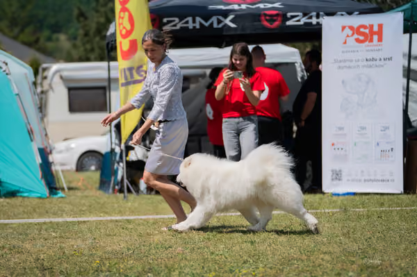 Samojed klub SK – Intermediate