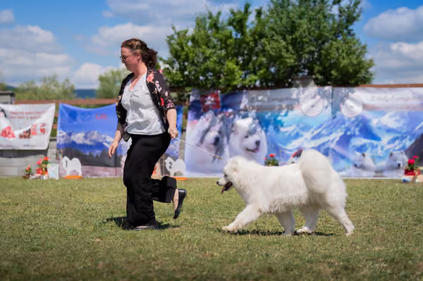 Samojed klub SK – Intermediate