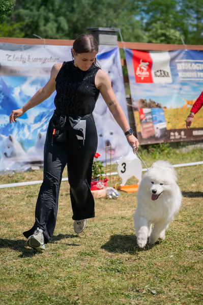 Samojed klub SK – Intermediate