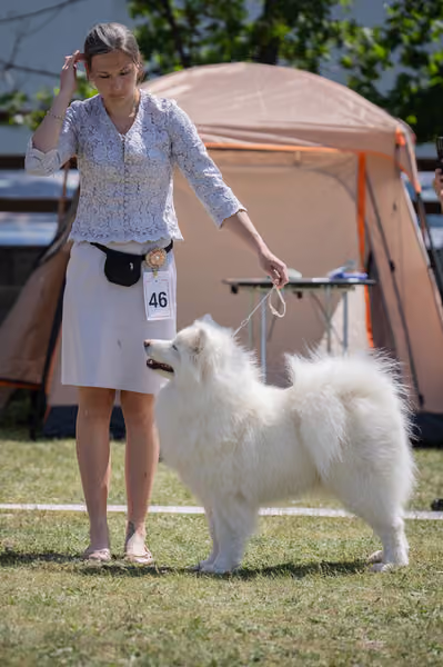 Samojed klub SK – Intermediate