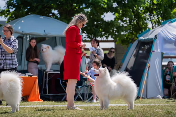 Samojed klub SK – Intermediate