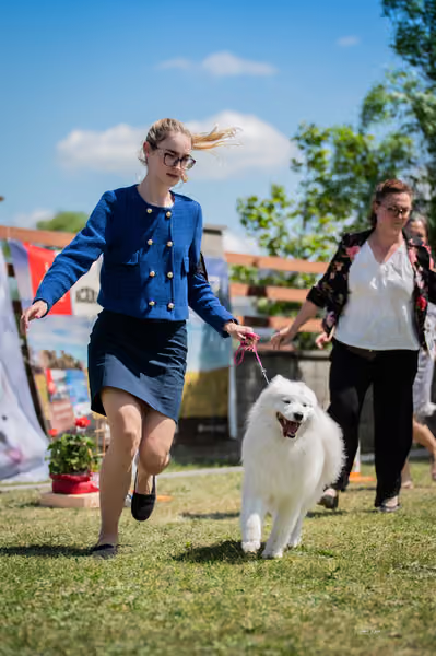 Samojed klub SK – Intermediate