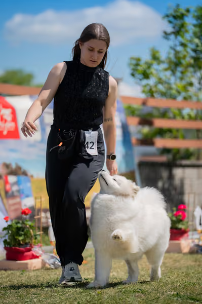 Samojed klub SK – Intermediate