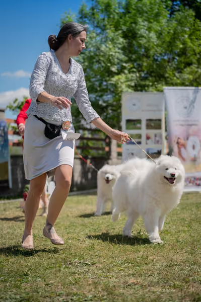 Samojed klub SK – Intermediate