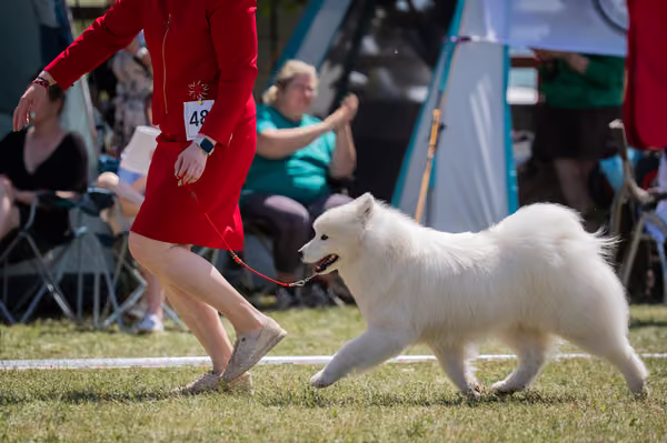 Samojed klub SK – Intermediate