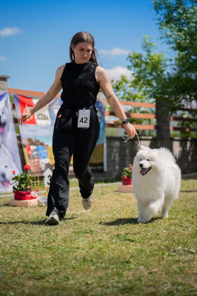 Samojed klub SK – Intermediate