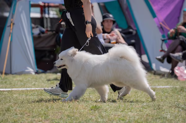 Samojed klub SK – Intermediate