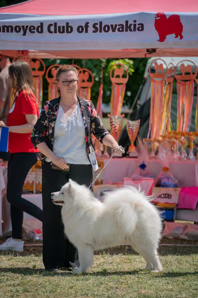 Samojed klub SK – Intermediate