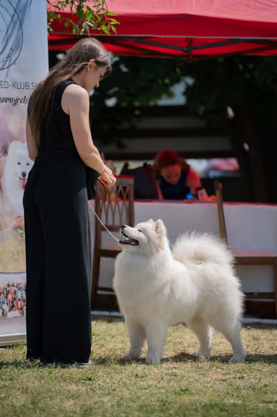 Samojed klub SK – Intermediate