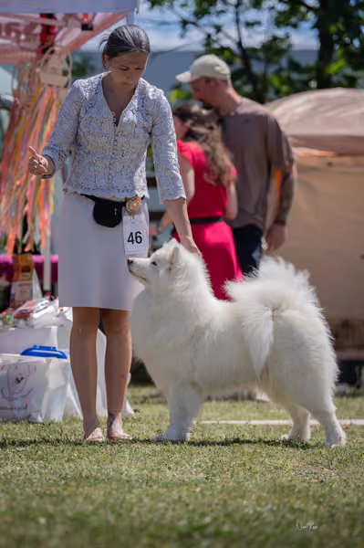 Samojed klub SK – Intermediate
