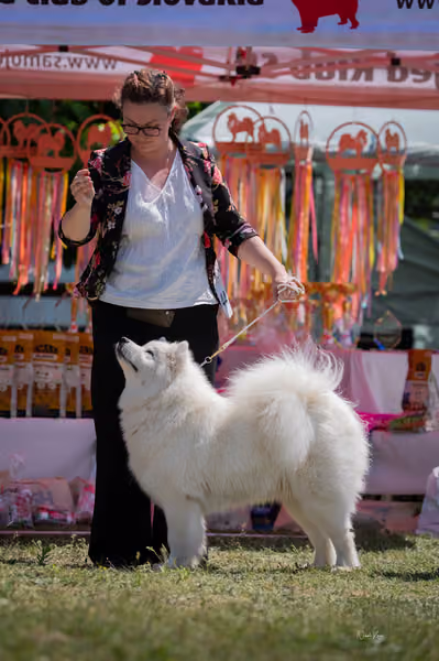 Samojed klub SK – Intermediate