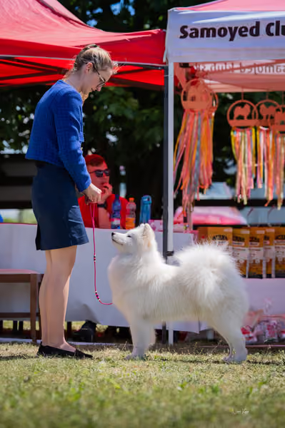 Samojed klub SK – Intermediate
