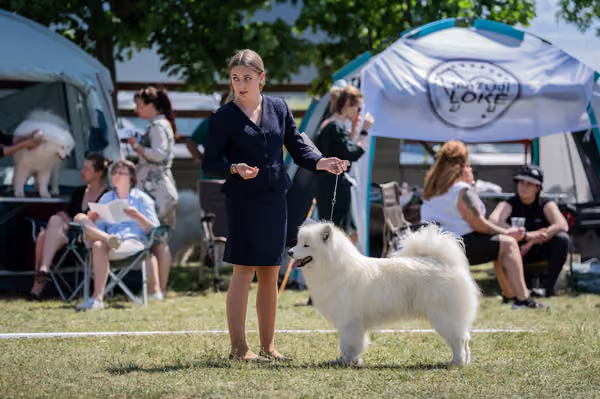Samojed klub SK – Intermediate