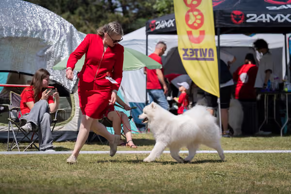 Samojed klub SK – Intermediate