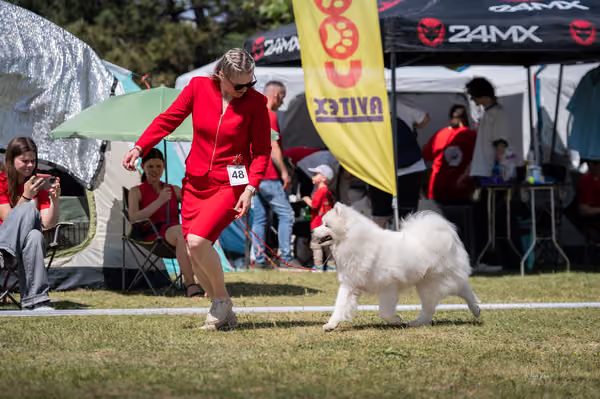 Samojed klub SK – Intermediate
