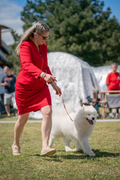 Samojed klub SK – Intermediate