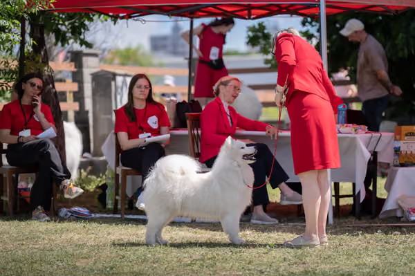 Samojed klub SK – Intermediate