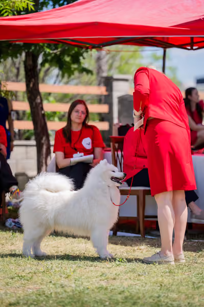 Samojed klub SK – Intermediate