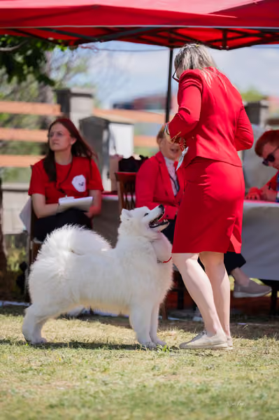 Samojed klub SK – Intermediate