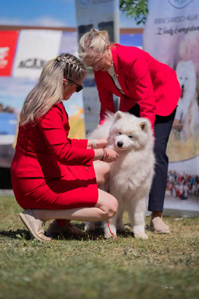 Samojed klub SK – Intermediate