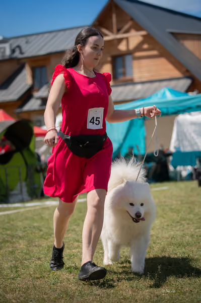 Samojed klub SK – Intermediate