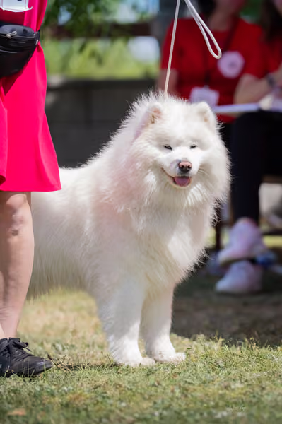 Samojed klub SK – Intermediate