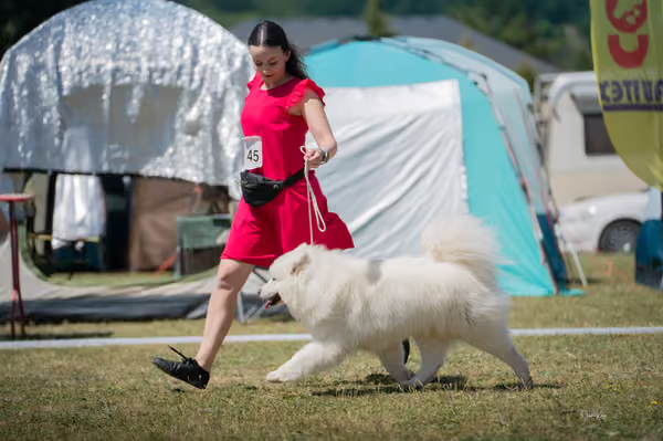 Samojed klub SK – Intermediate