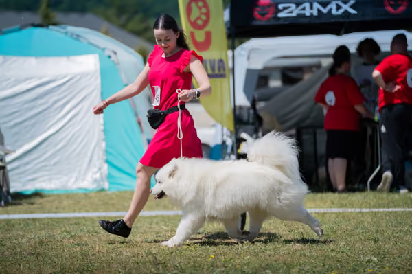 Samojed klub SK – Intermediate