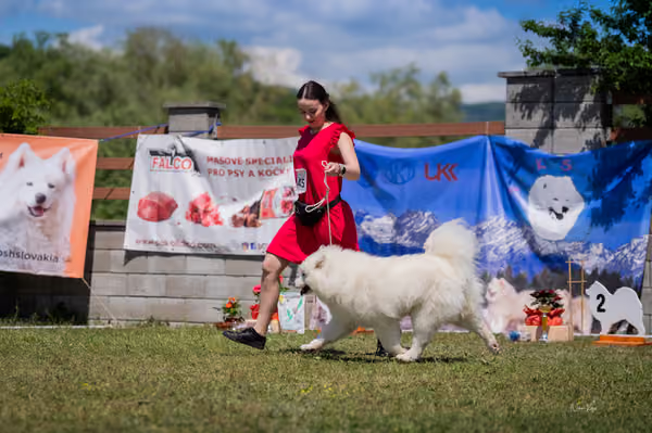 Samojed klub SK – Intermediate