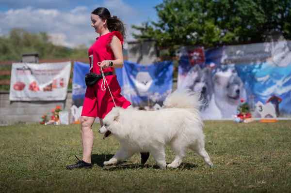 Samojed klub SK – Intermediate