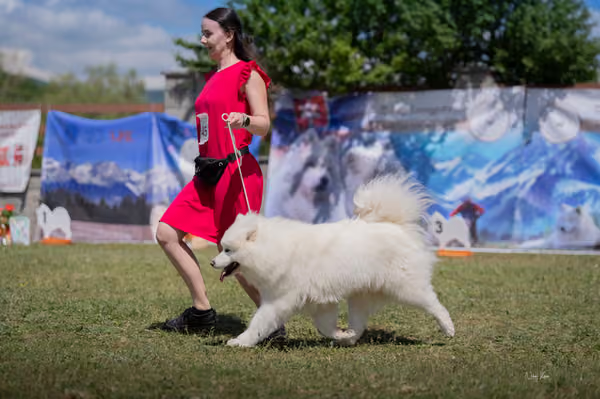 Samojed klub SK – Intermediate