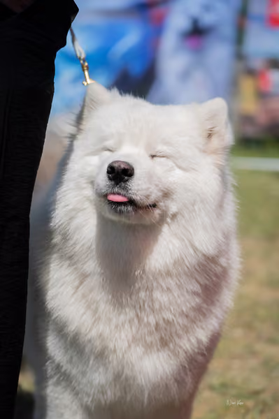 Samojed klub SK – Intermediate