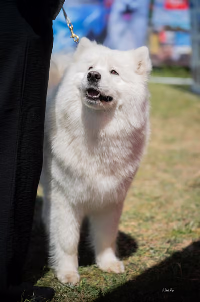 Samojed klub SK – Intermediate