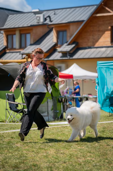 Samojed klub SK – Intermediate