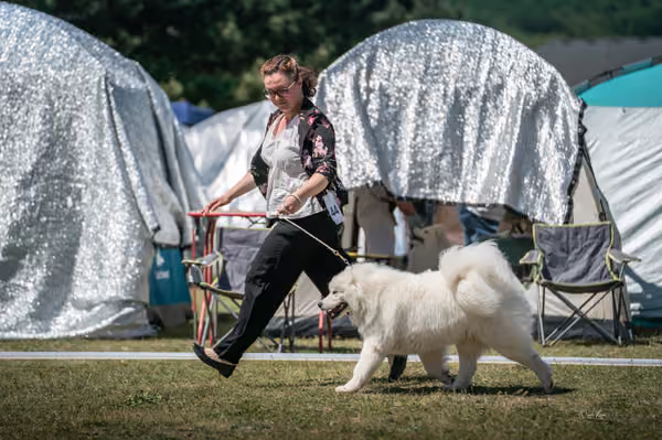 Samojed klub SK – Intermediate