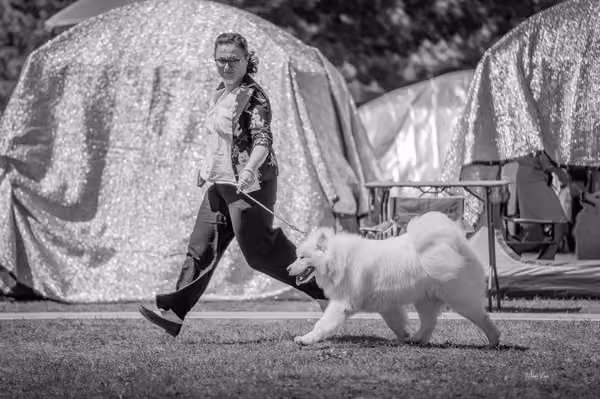 Samojed klub SK – Intermediate