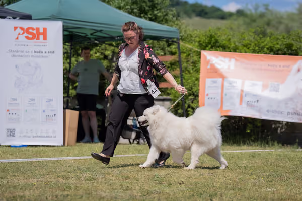 Samojed klub SK – Intermediate