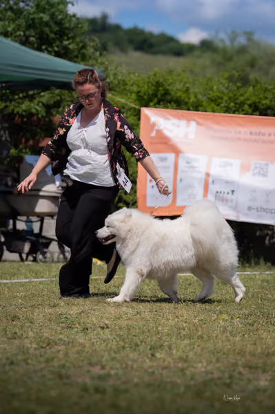 Samojed klub SK – Intermediate