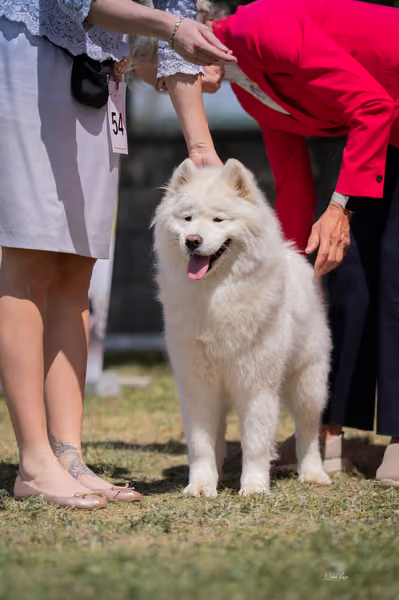 Samojed klub SK – Open