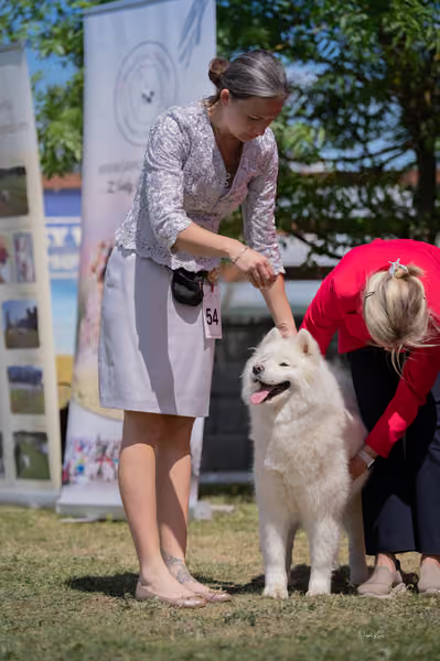 Samojed klub SK – Open