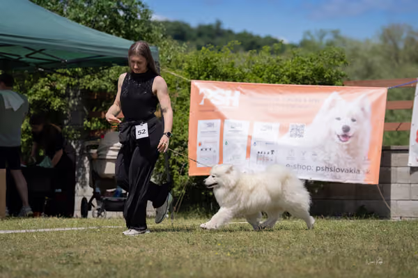 Samojed klub SK – Open