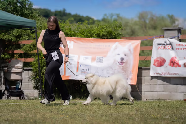 Samojed klub SK – Open
