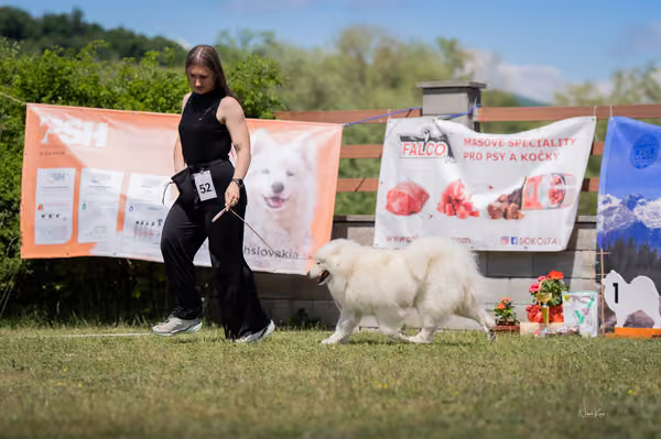 Samojed klub SK – Open