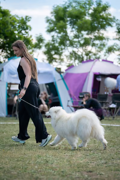 Samojed klub SK – Open