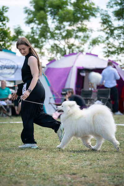 Samojed klub SK – Open