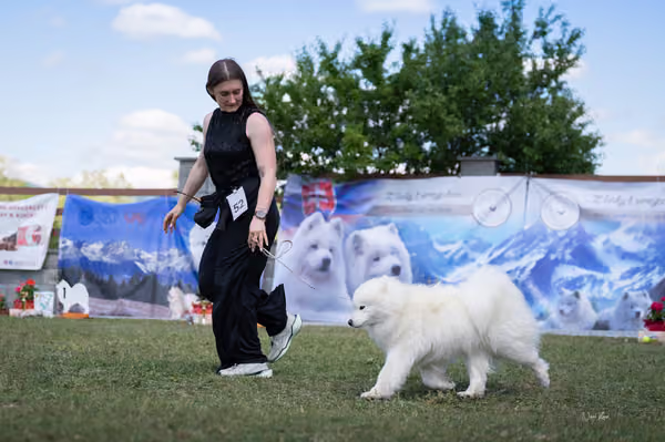 Samojed klub SK – Open